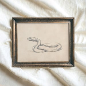 Può includere: Schizzo a matita incorniciato di un serpente. L'opera raffigura un serpente arrotolato su uno sfondo beige. La cornice è marrone scuro con una finitura strutturata. Il testo "ATLAS VINTAGE Curated Vintage Art" è in basso.