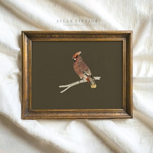 Vintage Weihnachtskardinal Vogel Druck, Winter Vogel Aquarell Malerei druckbare Wandkunst, Urlaub Salbei grün Dekor, Digitaldrucke