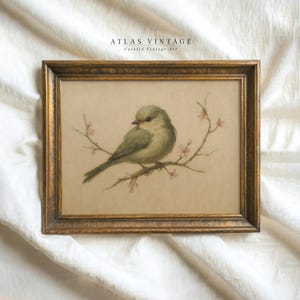 May include: A framed vintage illustration of a small, light blue bird perched on a branch with delicate pink blossoms. The artwork is titled "Atlas Vintage, Curated Vintage Art".