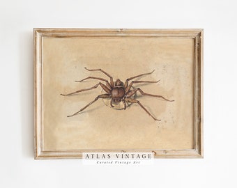 Op de afbeelding: Een vintage ingelijste illustratie van een bruine spin met lange poten op een beige achtergrond. De tekst "ATLAS VINTAGE Curated Vintage Art" staat onderaan de afbeelding.