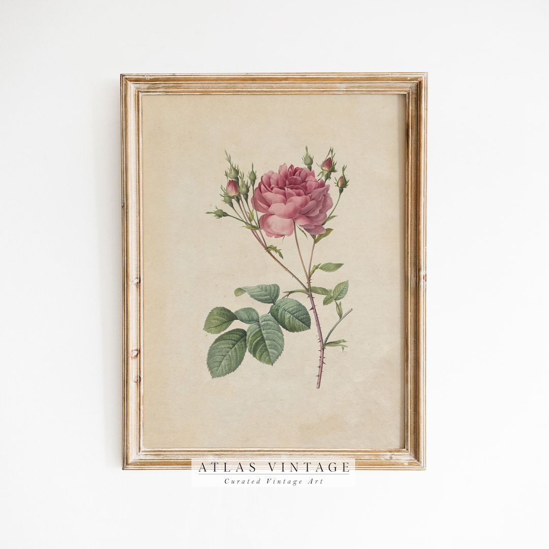 Vintage Floral Wall Art, Antique Rose Print, Pink Flower Sketch ...