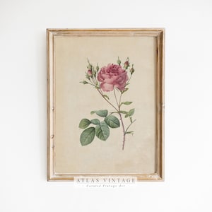 Arte de pared floral vintage, impresión de rosas antiguas, boceto de flores rosas, decoración botánica de granja, arte digital imprimible de estilo campestre francés de primavera