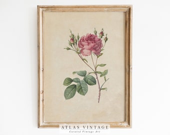 Vintage Floral Wall Art, Antique Rose Print, Pink Flower Sketch, Botanical Farmhouse Décor, Spring French Country Printable Digital Art