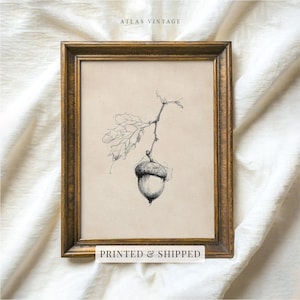 May include: A framed wall art print featuring a black ink sketch of an acorn on a branch with a single leaf. The artwork is set within a dark gold-toned wooden frame. The text ATLAS VINTAGE appears at the top and PRINTED & SHIPPED at the bottom.