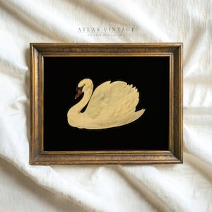May include: A framed vintage illustration of a white swan on a black background. The frame is gold with a decorative border. The text "ATLAS VINTAGE Curated Vintage Art" is at the top of the image.