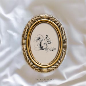May include: A gold-coloured, oval frame with a detailed, ridged border. Inside, a black and white sketch shows a squirrel eating nuts. The artwork is set against a beige background. The text "ATLAS VINTAGE Curated Vintage Art" is at the bottom.