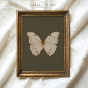 Impressão de borboleta branca vintage, arte de parede para impressão de insetos escuros e temperamentais, decoração digital verde-sálvia cottagecore, pintura de mariposa antiga