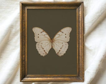 May include: A framed print of a white butterfly with brown markings on a dark green background. The frame is gold and has a simple design.