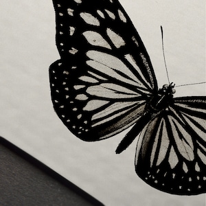 K&ouml;nnte beinhalten: Ein schwarz-wei&szlig;er Schmetterling mit komplizierten Fl&uuml;gelmustern. Der Schmetterling ist in einem realistischen Stil dargestellt, mit detaillierten Adern und Markierungen auf seinen Fl&uuml;geln.