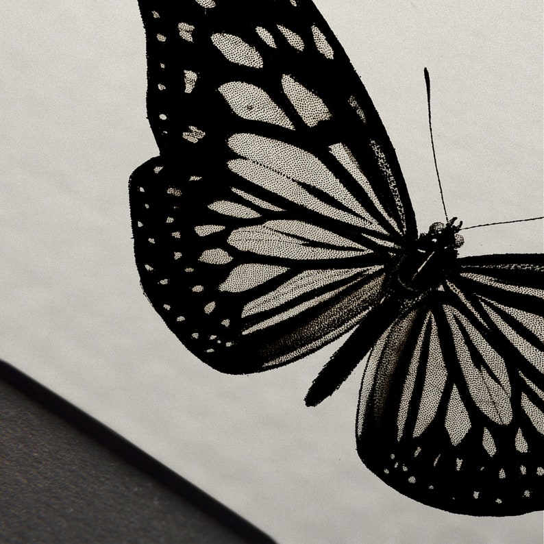 K&ouml;nnte beinhalten: Ein schwarz-wei&szlig;er Schmetterling mit komplizierten Fl&uuml;gelmustern. Der Schmetterling ist in einem realistischen Stil dargestellt, mit detaillierten Adern und Markierungen auf seinen Fl&uuml;geln.
