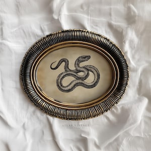 Könnte beinhalten: Oval gerahmter Vintage-Kunstdruck mit einer detaillierten Schlangenillustration. Das Kunstwerk befindet sich in einem gold-schwarzen strukturierten Rahmen. Der Druck hat einen beigen Hintergrund. Der Text "ATLAS VINTAGE" befindet sich unten.