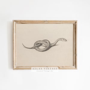 Vintage Snake Print | Snake Halloween Wall Art | Dark Academia Wall Decor | Cottagecore Decor | Digital Download | Snake Sketch Printable
