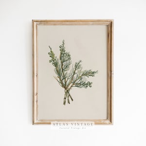 Vintage Winter Print | Antique Juniper Branch Painting | Botanical Christmas Wall Decor | Rustic Farmhouse Wall Art | Digital Printable