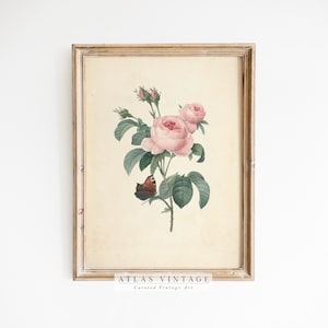 Vintage Floral Wall Art, Antique Rose Print, Pink Flower Sketch, Botanical Farmhouse Décor, Spring French Country Printable Digital Art