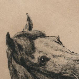 May include: A black and white pen and ink drawing of a horse's head. The horse is looking to the left, and its eye is visible. The drawing is on a brown paper background.