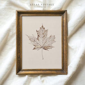 Vintage Herbst Blatt Skizze Print | Neutrale rustikale Herbstdekor | Ahornblatt Zeichnung Digitaler Download | Rustikale Bauernhaus druckbare Kunst