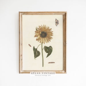 Antique Sunflower Painting | Vintage Botanical Print | Rustic Flower Wall Art | Floral Nursery Printable | Farmhouse Decor| Digital Download