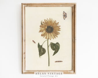 Vintage Sunflower Botanical Print | Rustic Farmhouse Wall Art (Digital Download)