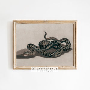 Antique Snake Print | Vintage Halloween Wall Art | Dark Academia Wall Decor | Cottagecore Decor | Digital Download| Snake Printable Painting