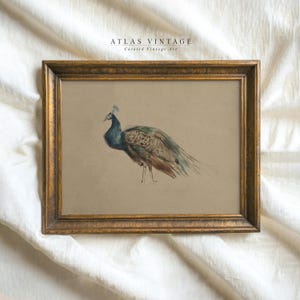 Vintage Peacock Print, Antique Nursery Printable Wall Art, Neutral Bird Painting, Digital Download, Rustic Animal Farmhouse Decor