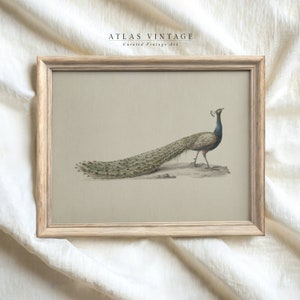 Vintage Peacock Print | Antique Nursery Wall Art | Neutral Bird Painting | Digital Download | Farmhouse Decor Printable