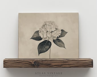 Vintage Hydrangea Print, B&W Floral Painting, Rustic Farmhouse Decor (Digital Download)