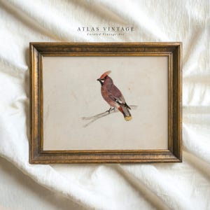 Vintage Weihnachten Kardinal Vogel Druck, Vogel Aquarell Malerei druckbare Wandkunst, Neutral Winter Vogel Urlaub Dekor, Digitaldrucke