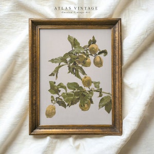 Vintage Lemon Branch Print, Antique Kitchen Still Life, Farmhouse Fruit Wall Art, Printable Decor - Digital Download&quot;