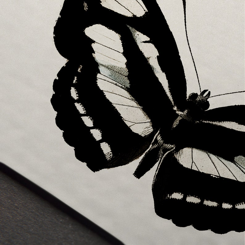Moody insect art with gothic moth illustration