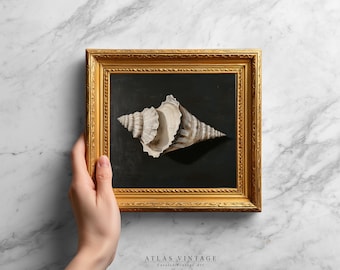 Puede incluir: Pintura enmarcada de una concha sobre un fondo negro. La concha está representada en tonos blancos y marrones, con detalles intrincados. El marco es dorado y rectangular. La pintura está sostenida por una mano. El texto "ATLAS VINTAGE" es visible.