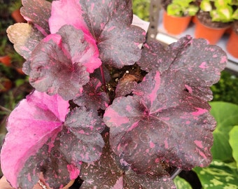 Varigated heuchera