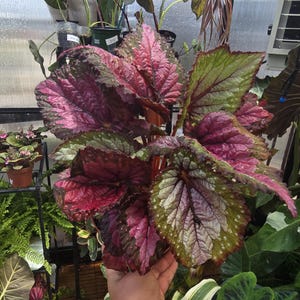 Begonia Rex Berry Swirl