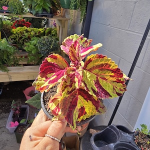 May include: A potted coleus plant with striking red, yellow, and green leaves. The plant is held in a black plastic pot, displaying its colourful foliage. Other plants are visible in the background, suggesting a garden centre or nursery setting.
