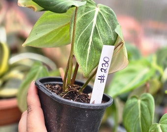hosta august moon plant Hosta 'August Moon' – Loen Nursery, Inc main image 1