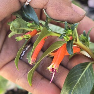 May include: A close-up shot of bright orange tubular flowers with green leaves. The flowers have a delicate pink and purple interior. The leaves are a deep green, and the image is well-lit, highlighting the details of the plant.