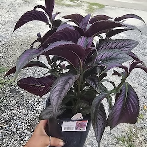 Persian shield