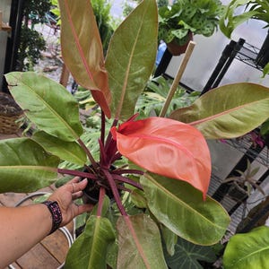 Filodendro sol rojo