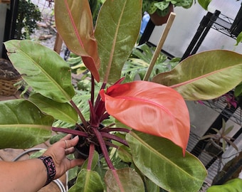 box for plants 18