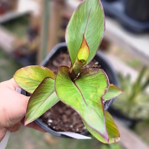 Musa Ensete maruelli banana