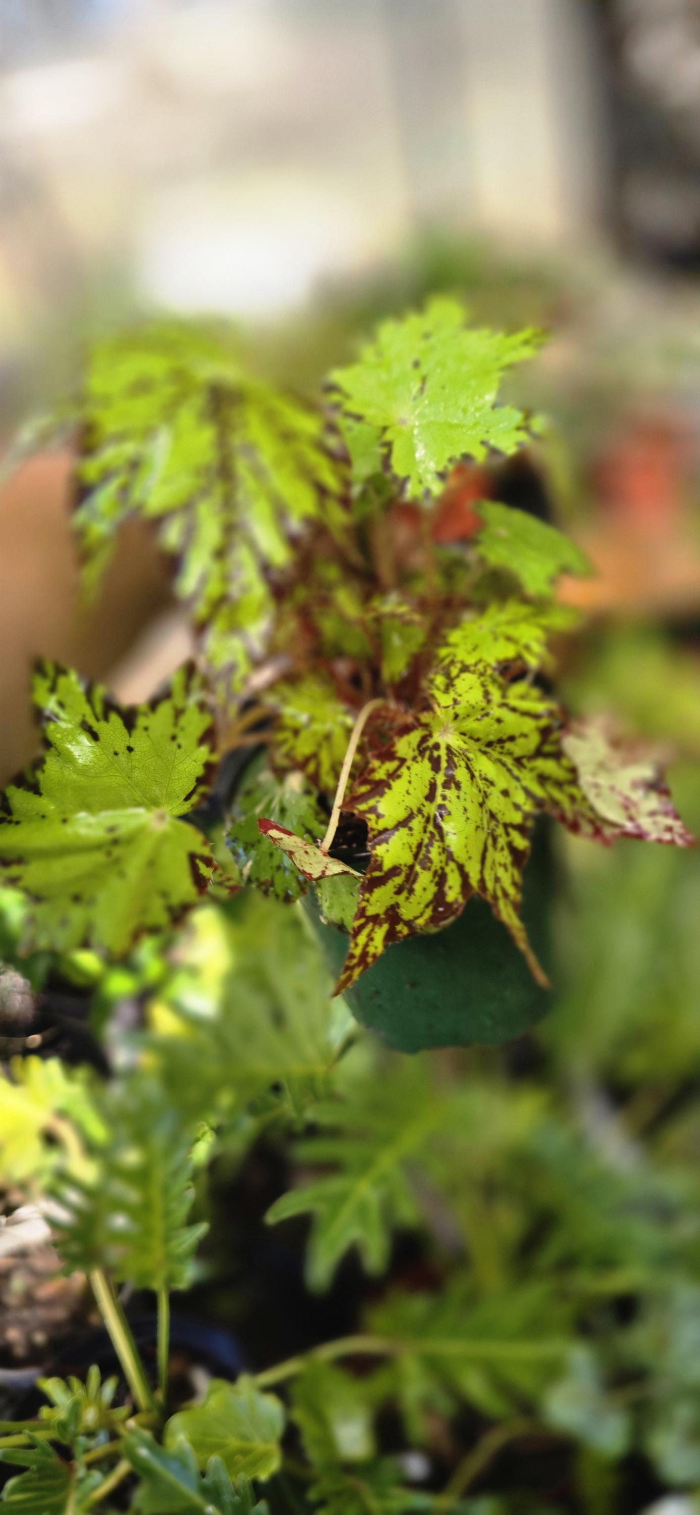 Begonia Geometry - Etsy