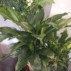 Peace lilly spath XXL
