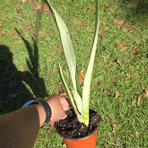 Moonlight snake plant