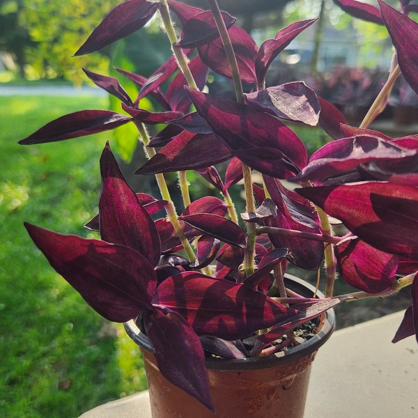 Wandering jew