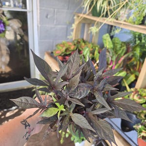 Puede incluir: Primer plano de una planta con hojas de color púrpura oscuro y algunas hojas verdes. La planta se sostiene en la mano de una persona. En el fondo se ven otras plantas, incluidas plantas colgantes y plantas en estantes.