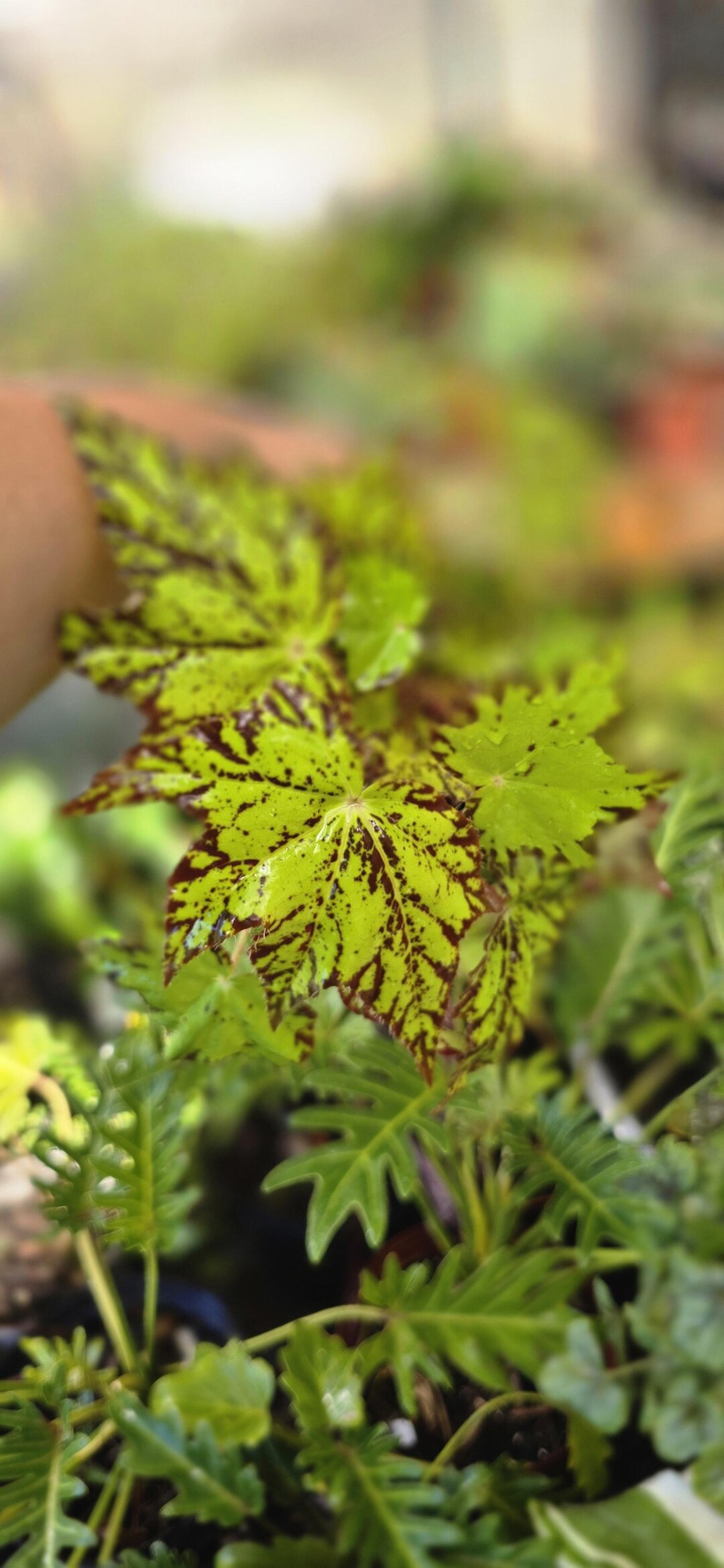 Begonia Geometry - Etsy