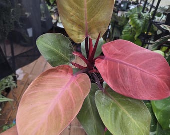 US Seller Philodendron Cherry Red Mint - Etsy