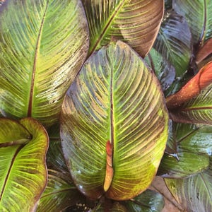 Musa Ensete Maruelli banana