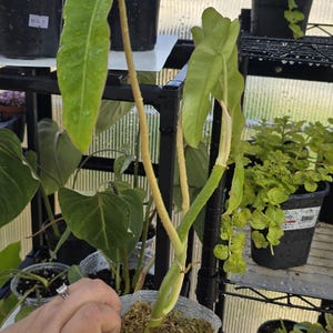 Philodendron Pariso Verde