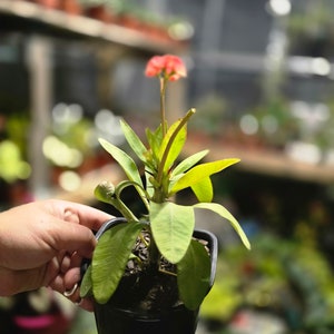 Crown of Thorns