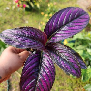 Persian Shield Rooted
